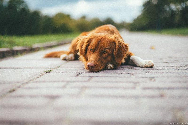 собака, осень, Толлерphoto preview