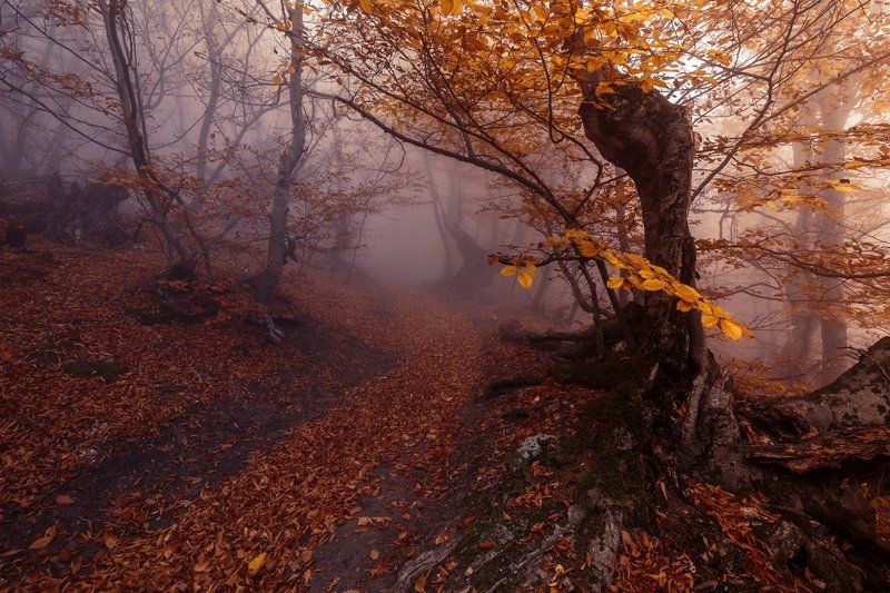 Утренние фантазииphoto preview