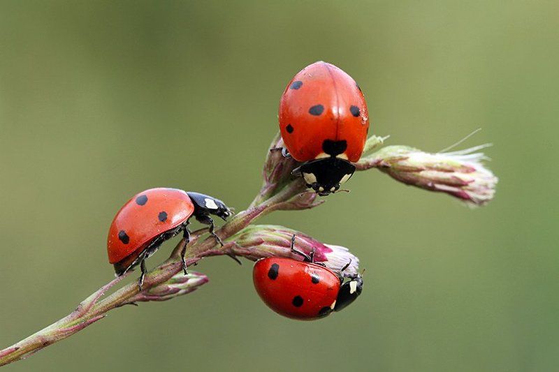 macro nature ladybug canon animals  Coccinella photo preview