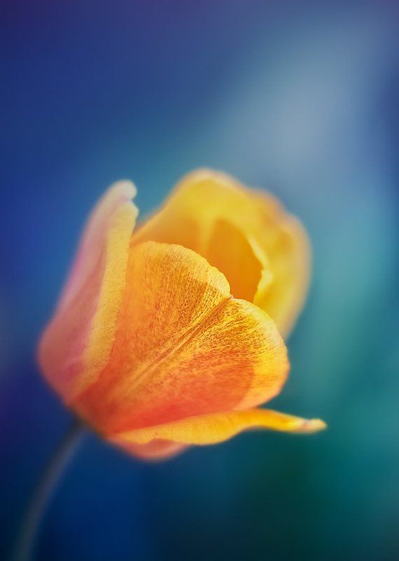 antrisolja, природа, макро, тюльпан, цвет, цветок, цветы Цветок из Солнечной системыphoto preview