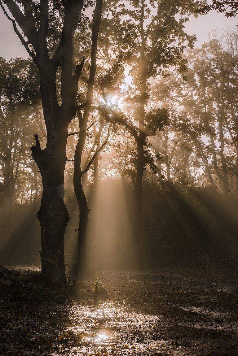 Про туманы в Мезмае. Автор: Олег Скан , Олег Скан