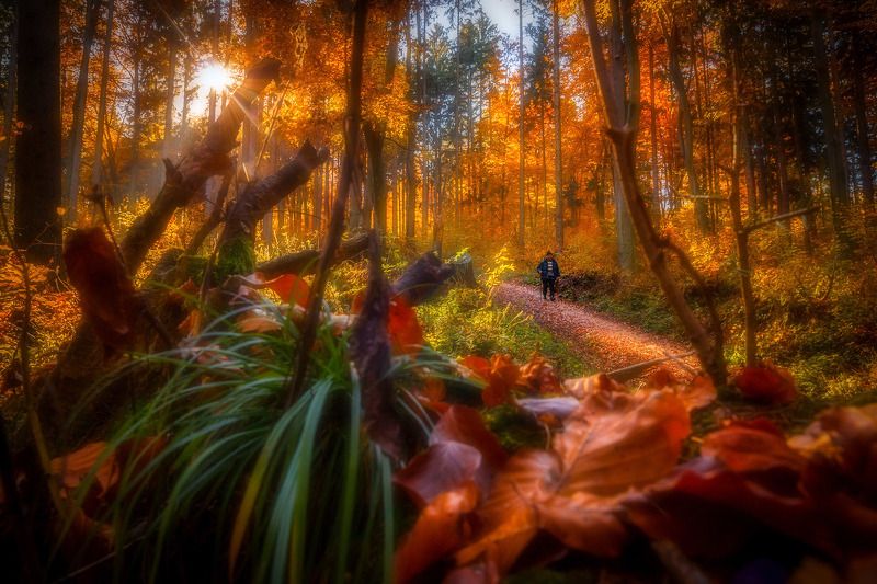 Autumn, People, Sunset enjoy the autumnphoto preview