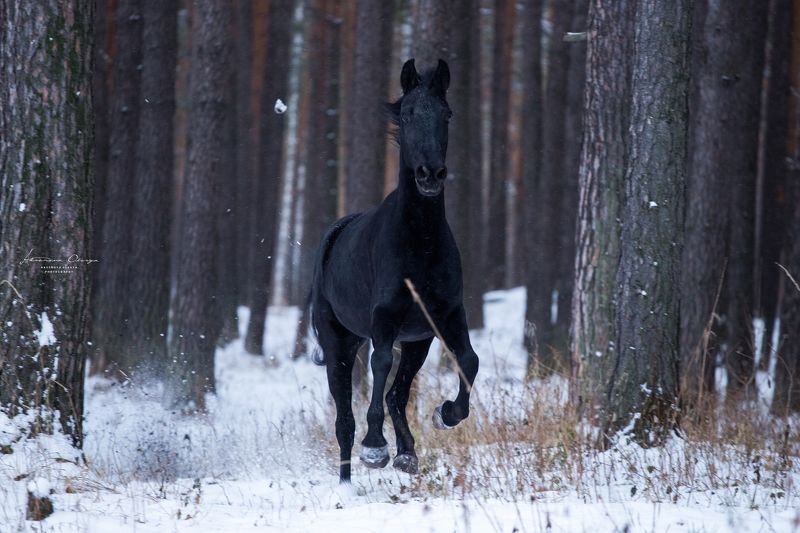 лошадь, галоп, вороная Вороная красавица photo preview