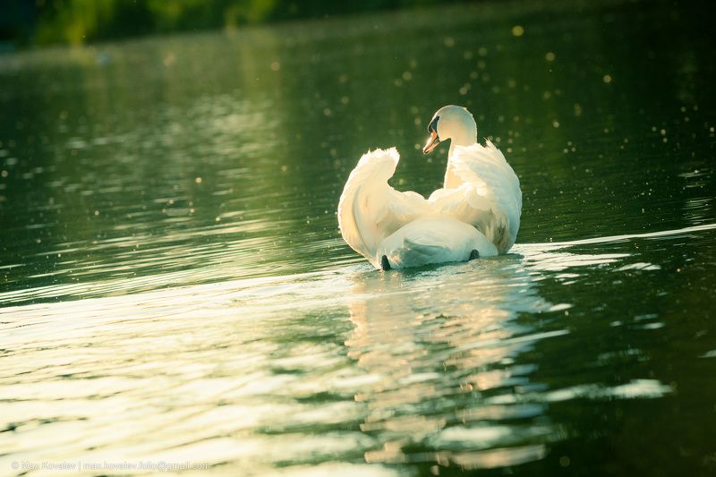 лебедь, вода, озеро, белый, лебедь шипун, swan, white, water, lake Белоснежное чудоphoto preview