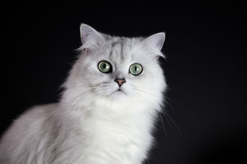 #кошка #шотландская #хайленд #животные #котофото #шиншилла Портрет котомкамphoto preview