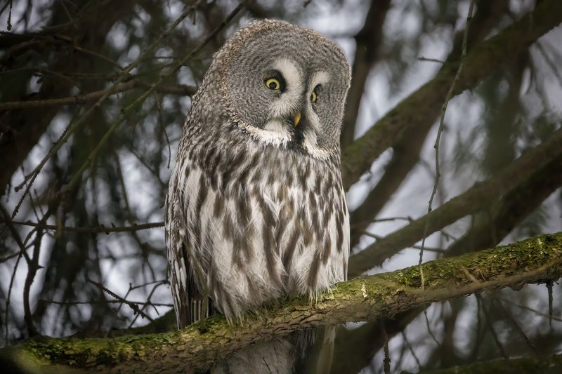 сова, бородатая, неясыть, птицы Бородатая неясытьphoto preview