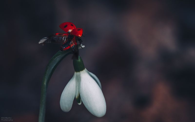 макро, природа, насекомые, божья коровка, цветы, подснежник, весна, macro, nature, insects, ladybug, flowers, snowdrop, spring Пасмурная веснаphoto preview