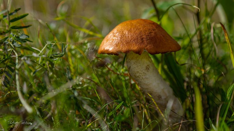 гриб, съедобный, природа, урожай, осень, Россия, Калининградская область, солнечно,подосиновик, mushroom, edible, nature, harvest, autumn, Russia, Kaliningrad region, sunny, boletus Подосиновик.photo preview