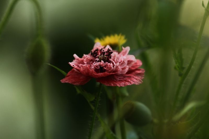 Забытье..photo preview