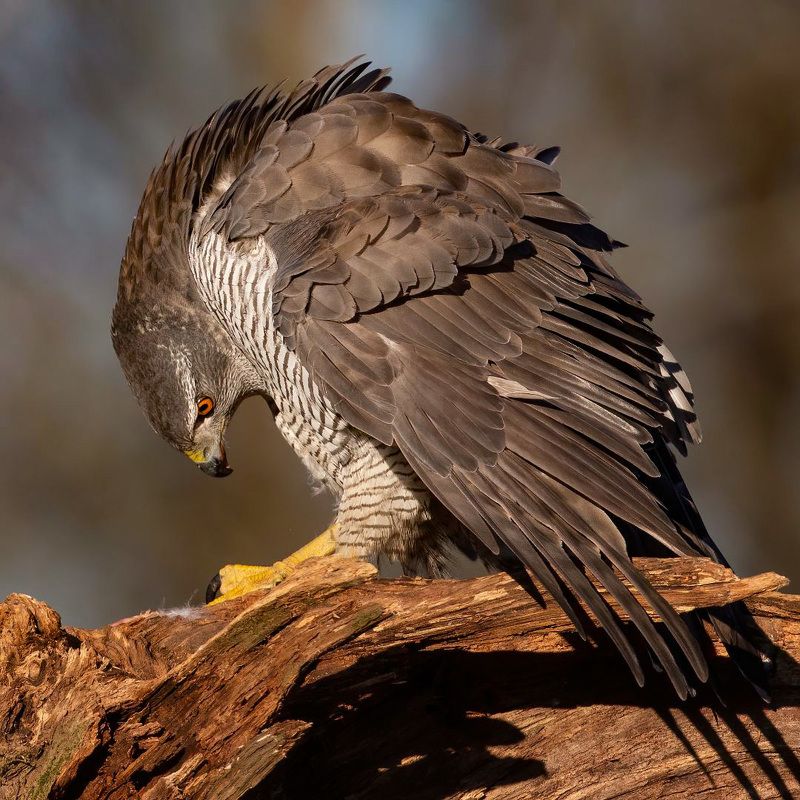accipiter gentilis, ястреб-тетеревятник Че тут?photo preview