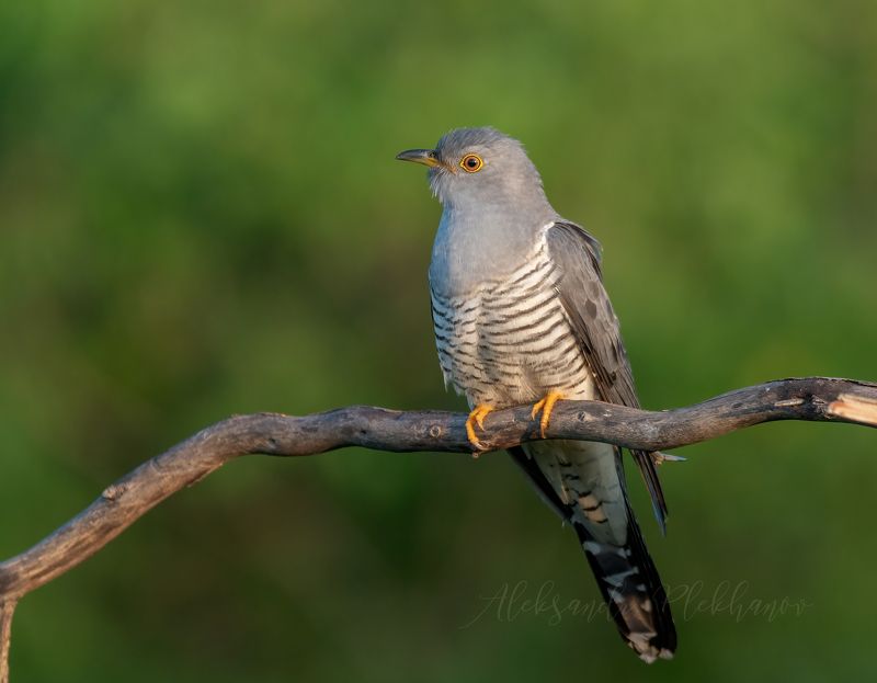 ку-ку Осторожная кукушкаphoto preview