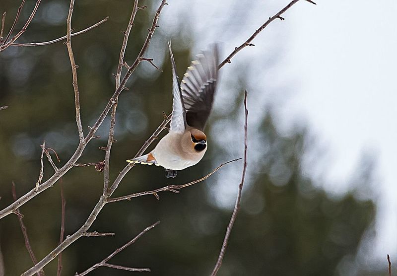 свиристель, полёт, кормёжка, лес На кормёжку!photo preview