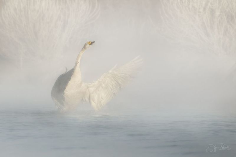 лебедь, алтай, алтайский край, лебедь-кликун, озеро светлое, swan, swans Навстречу солнцуphoto preview