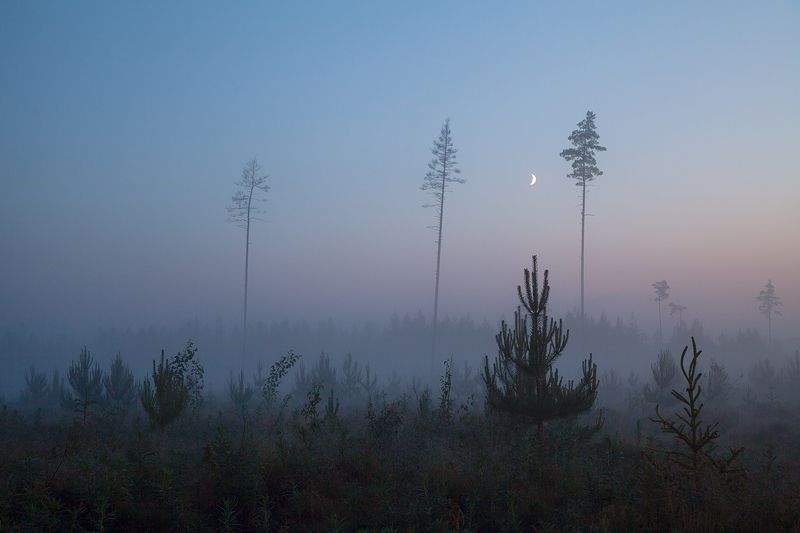 night, fog, nature, tree, pine, summer Fog on a white nightphoto preview