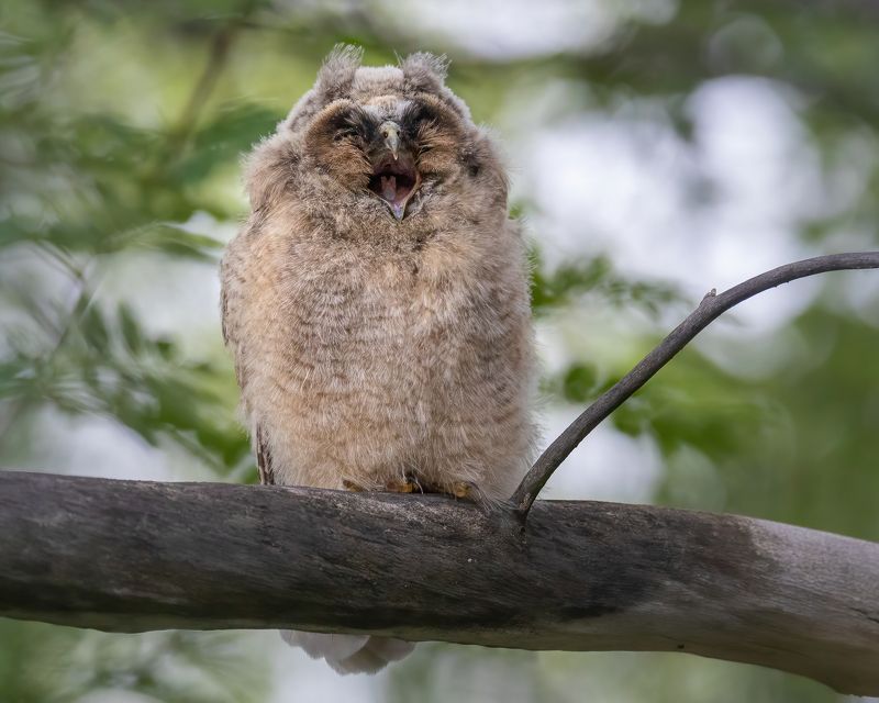 Ушастая сова, птенец photo preview