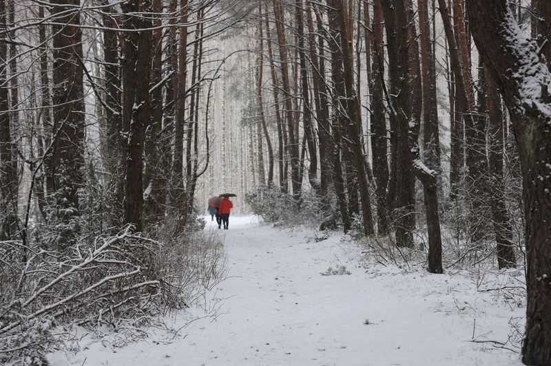 Снегопад... под зонтомphoto preview