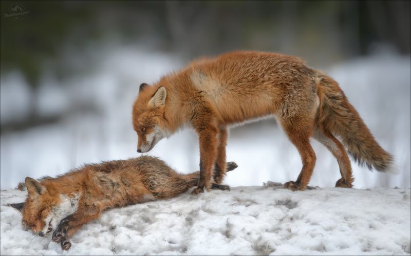 лиса, memento mori, фототур в красный бор, fox,  phototravel.pro Memento moriphoto preview