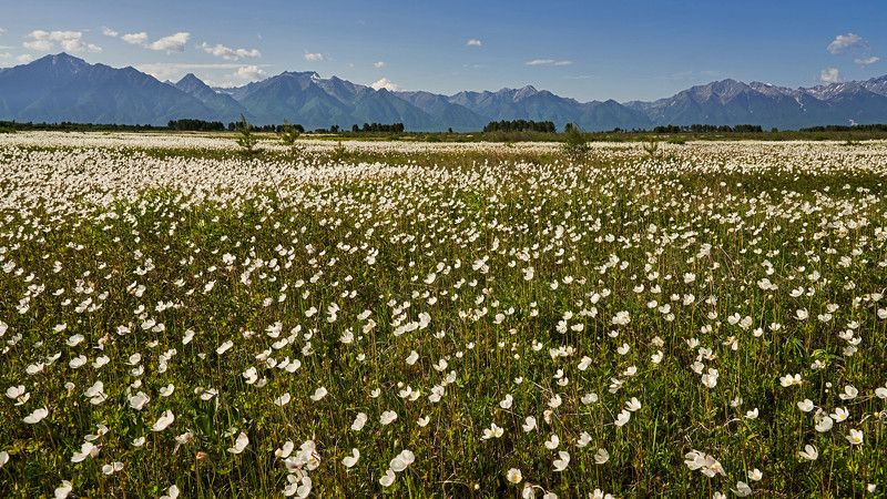 Цветение в долинеphoto preview