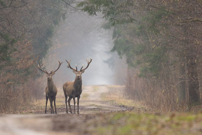 las,dzika przyroda,ssaki,fauna Jeleniephoto preview