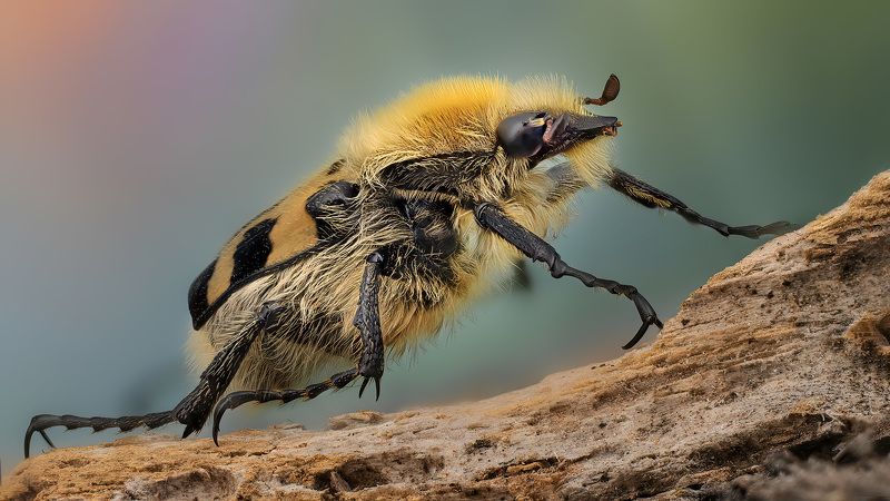 coleoptera, scarabaeoidae, trichius fasciatus, восковик перевязанный Восковик фото превью