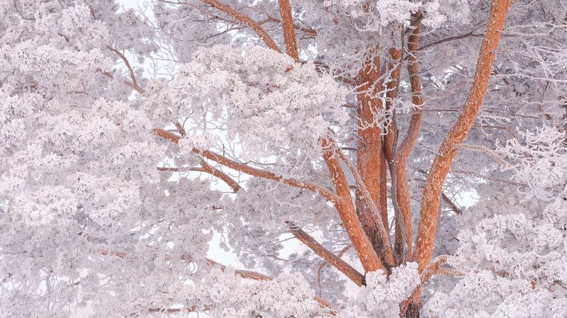 зима, мороз, снег, иней, деревья Зимнее...photo preview