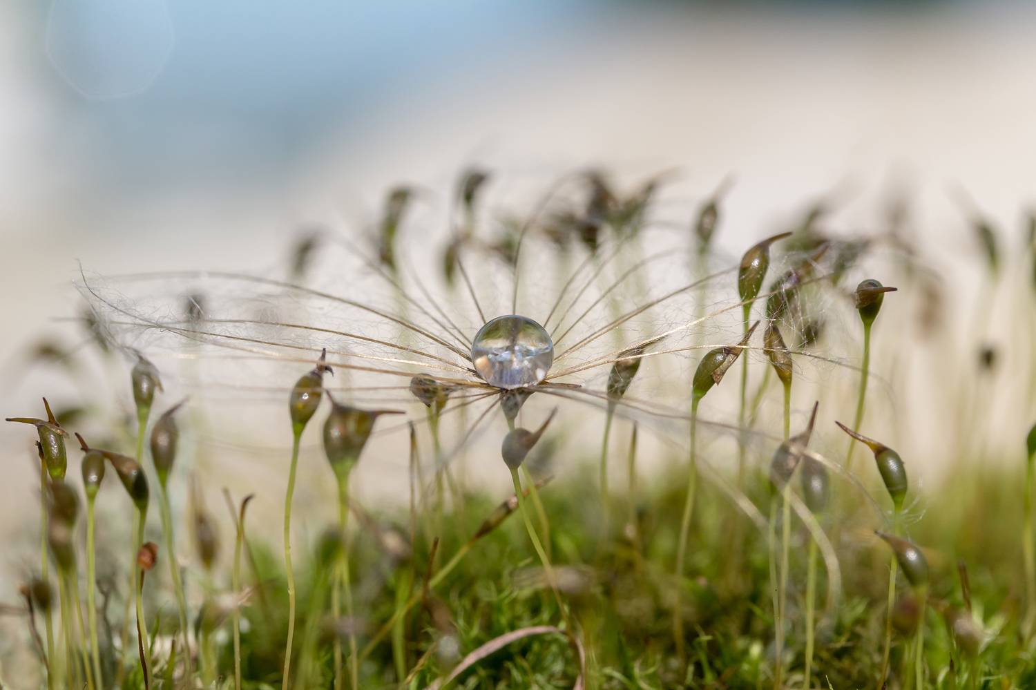 Бриллиант. Автор: Koledova Irina , Koledova Irina