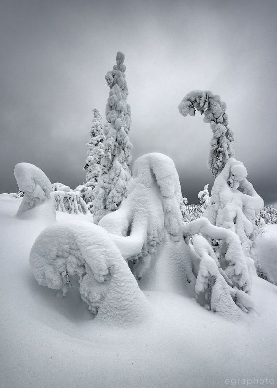 гора, сопка, волосяная, волостная, кольский полуостров, мурманская область Один день из зимних будней жителей Волосяной горыphoto preview