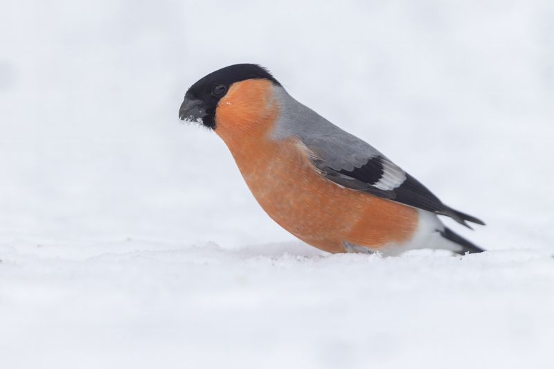 птицы, подмосковье ***photo preview