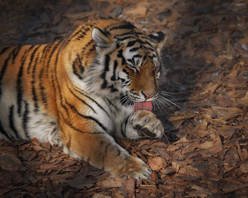 тигр, большие кошки, сафари, приморье Умываниеphoto preview