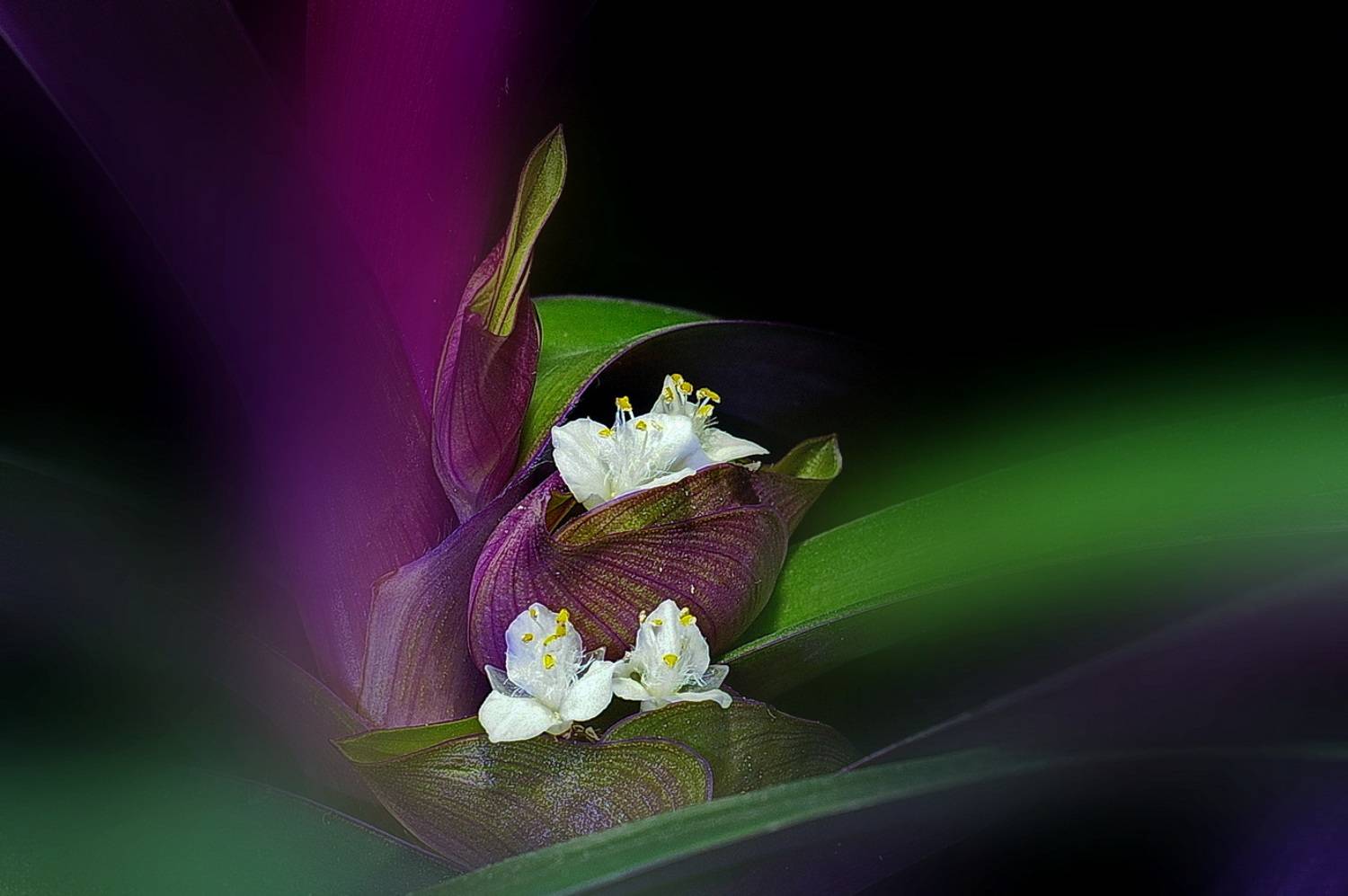 , Николаев Владимир