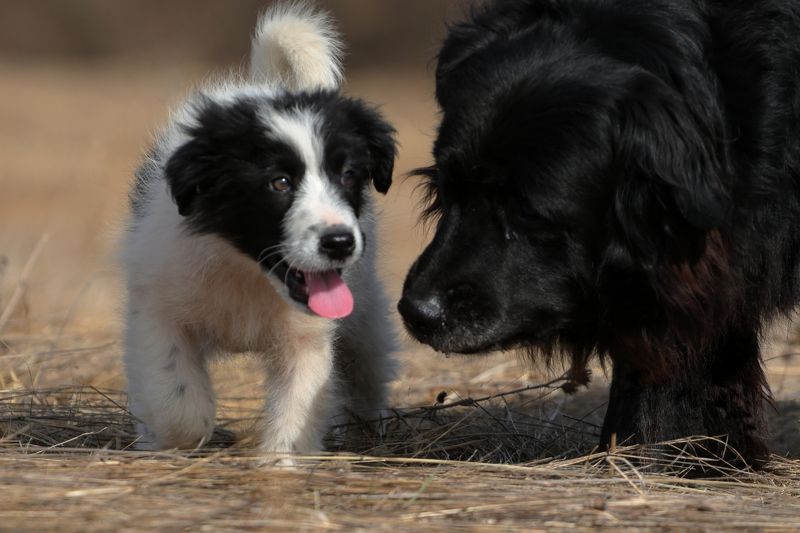 Нера и Белаphoto preview