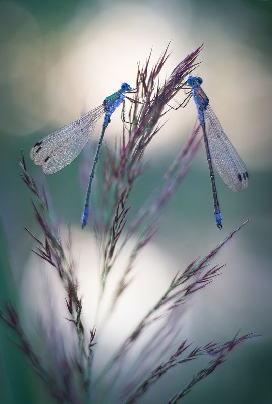 Вечер у прудаphoto preview