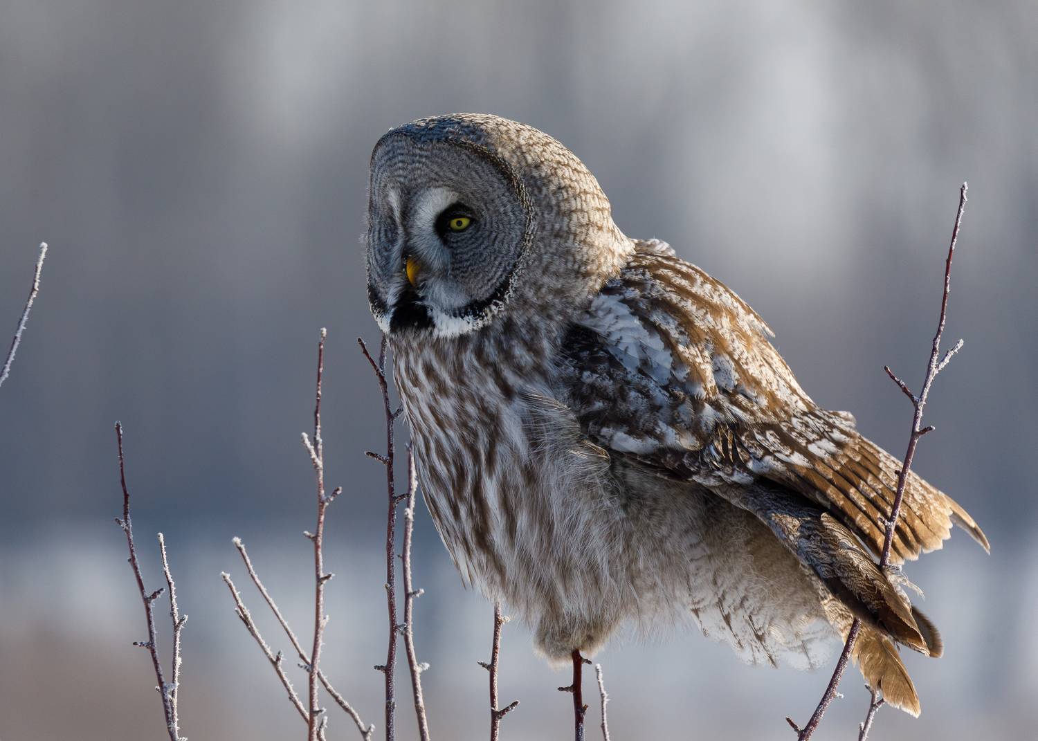 , Гильманов Артур
