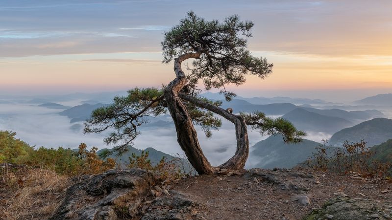 Lotus position, Worasanphoto preview