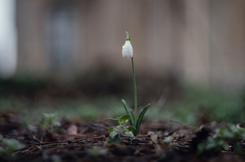 Боспорский подснежник.photo preview