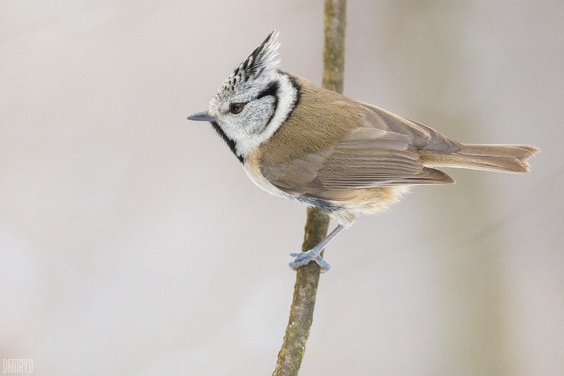 Хохлатая синица фото превью