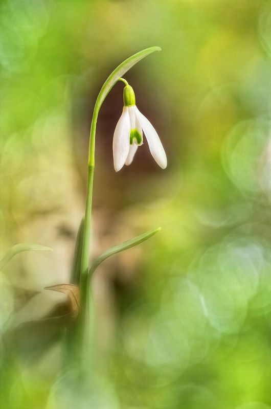 bokeh, color, colors, color image, flower, green, nature, outdoor, plant, photography, snowdrop, spring, white, At Last (Spring)photo preview