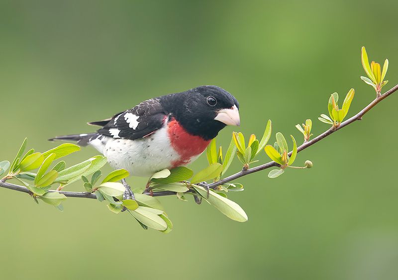 rose-breasted grosbeak, grosbeak, весна, cardinal, кардинал Rose-breasted Grosbeak - Красногрудый дубоносовый кардиналphoto preview