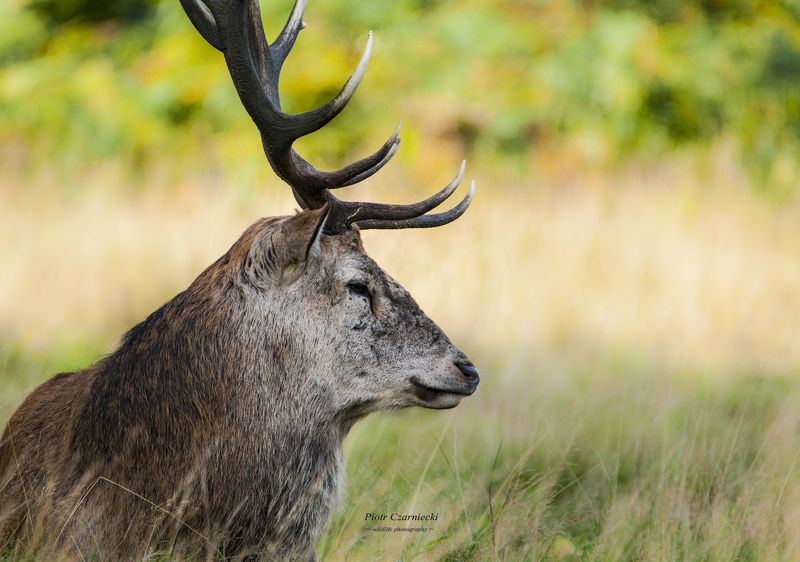 ssaki, jelen, rykowisko,natura, las, siestaphoto preview