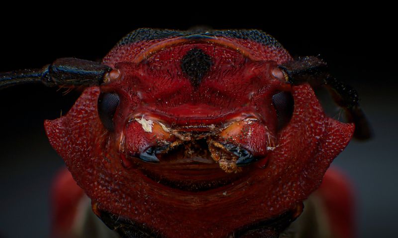 macro, insect, nature, closeup Pug-like insectphoto preview