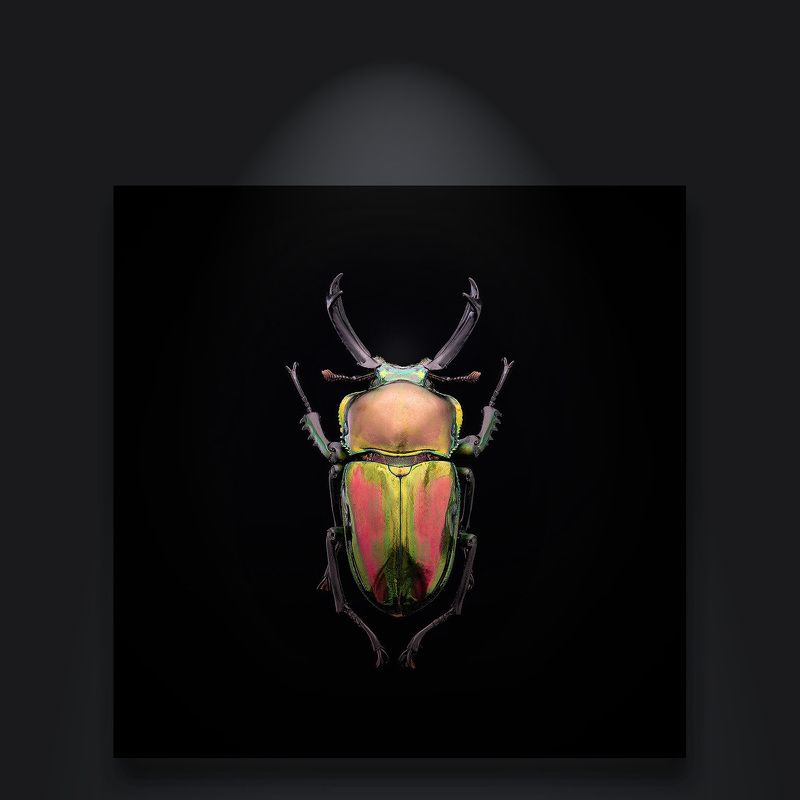 coleoptera, lucanidae, phalacrognathus muelleri, рогач Рогачphoto preview