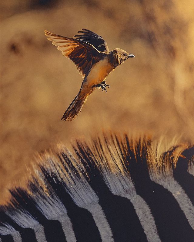 wildlife, bird, sunlight, golden hour, Flight from Zebraphoto preview