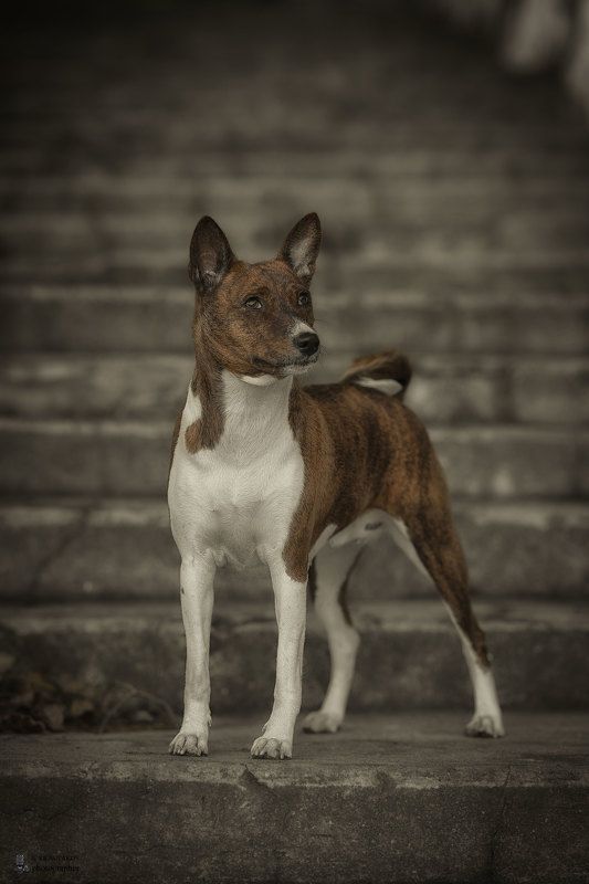 Kelevraphoto preview