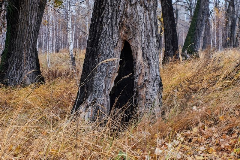 красноярск, carl zeiss planar, лес Сказки старого лесаphoto preview