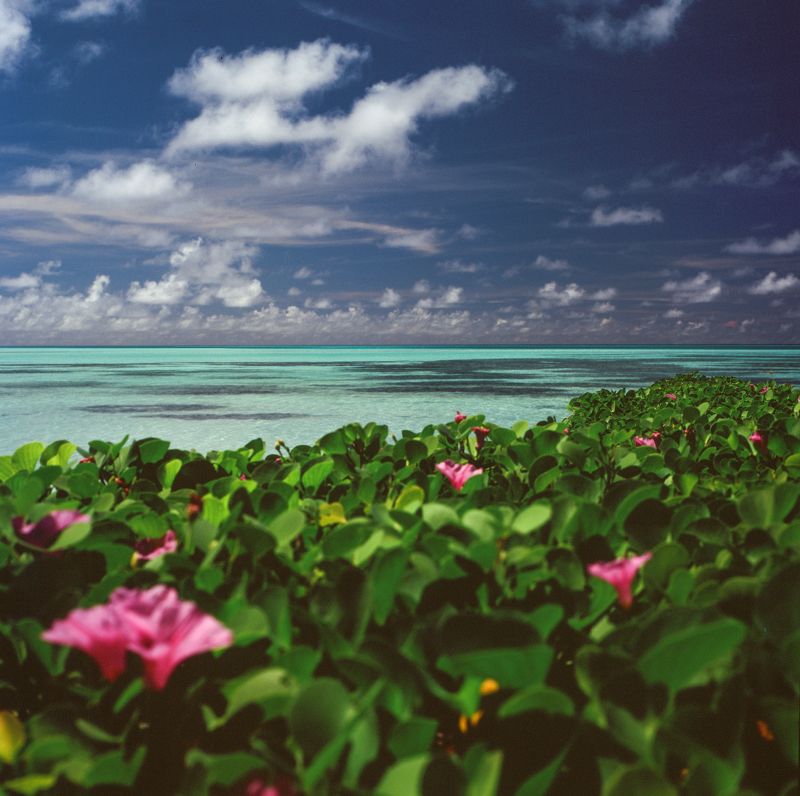 film, analog, analog photo, film photography, пленка, плёночная фотография, medium format, 120mm, 120 film, 6x6, средний формат, bronica, bronica sq-a, Zenzanon, Zenzanon80mm, Fujifilm, Fujichrome, Velvia, Velvia 100, Fujichrome Velvia 100, Fujifilm Velvi photo preview