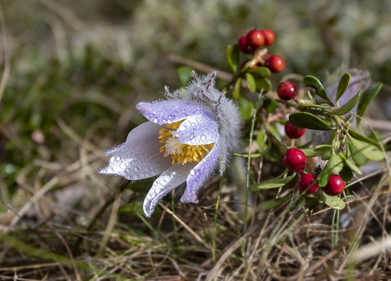 прострел, брусника, лес, весна, апрель Весна и осеньphoto preview