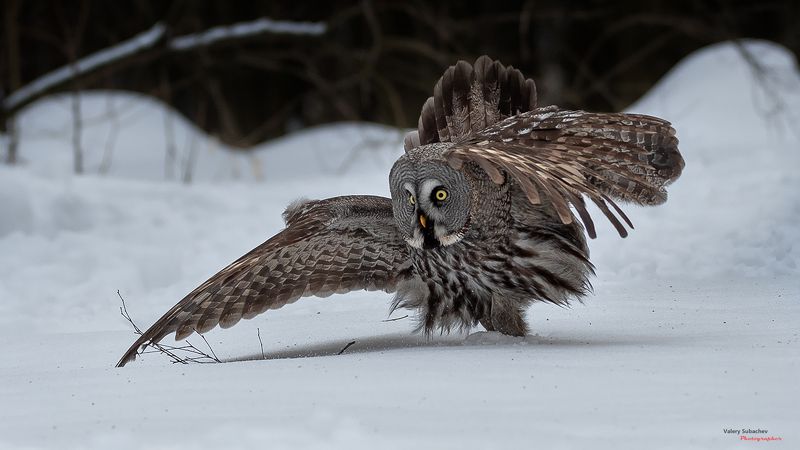 Экспрессия фото превью
