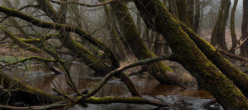 Бегущий через воду лес фото превью