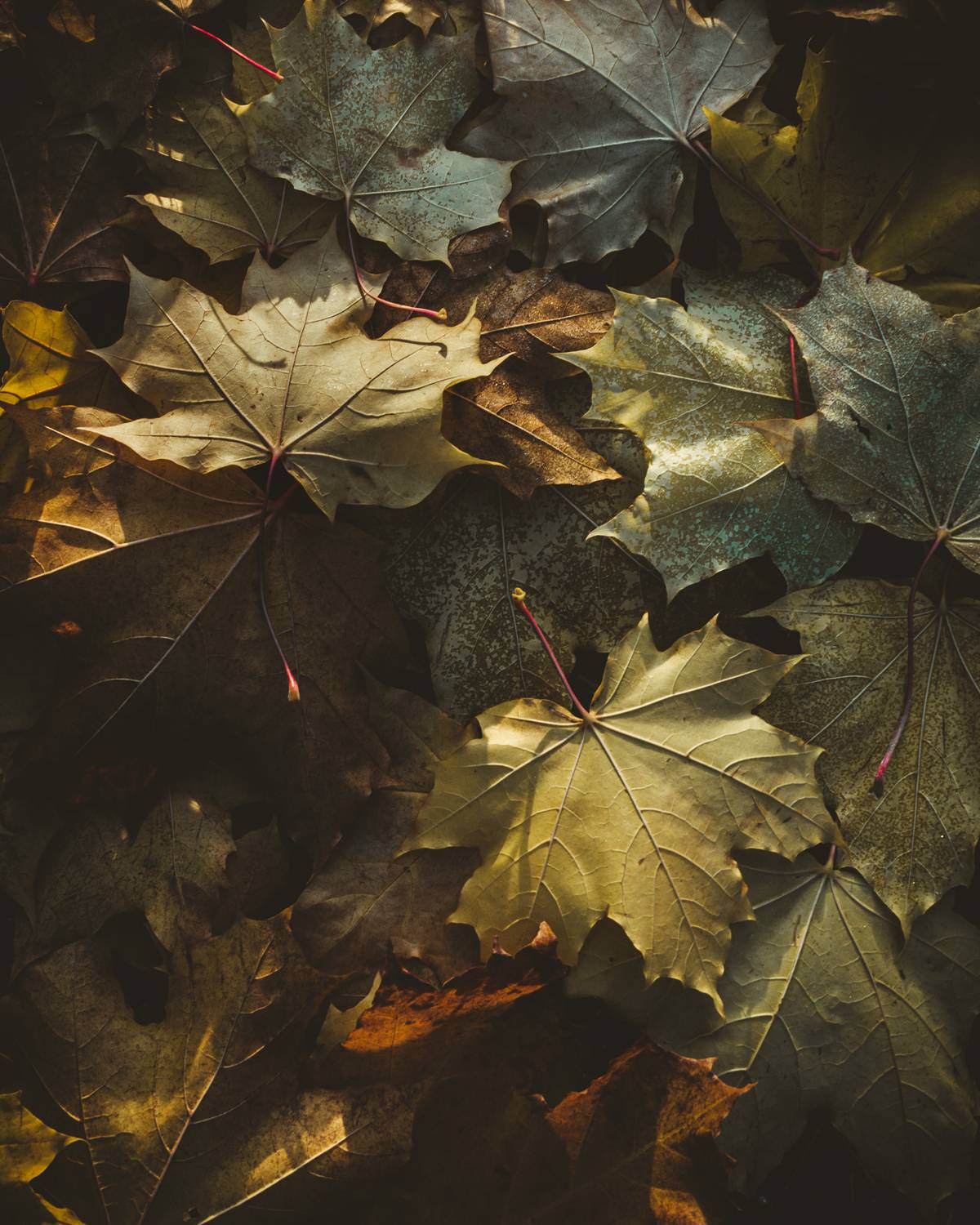 Автор: Mysov Ivan пейзаж, природа, осень, республика коми, интимный пейзаж, Mysov Ivan