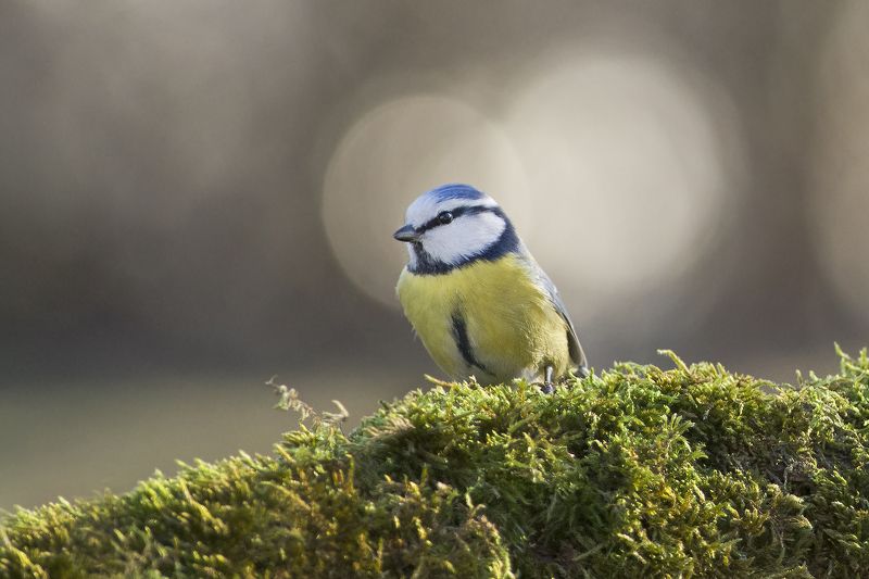 Солнечныйphoto preview